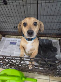 Archie -  Chihuahua Dog for Adoption in El Centro, California - Archie | PetCurious