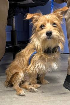 Cesar -  Yorkshire Terrier and Maltese Dog for Adoption in Tifton, Georgia - Cesar | PetCurious