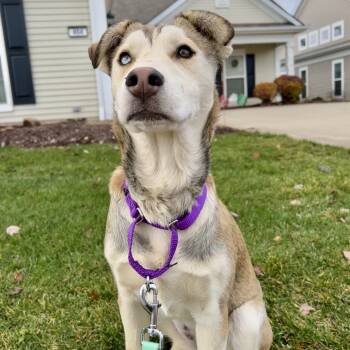 Rescue Husky and Mixed Breed Dogs for Adoption in Avon, Ohio - Red | PetCurious
