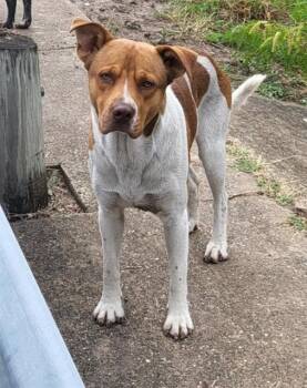 American Staffordshire Terrier Dogs Available for Adoption - A802030 | PetCurious