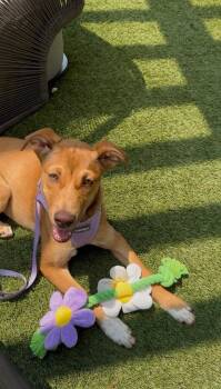 Blossom -  Cattle Dog and Mountain Cur Dog for Adoption in Denver, Colorado - Blossom | PetCurious