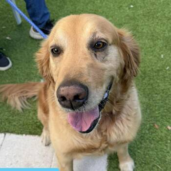 Retriever and Golden Retriever Dogs Available for Adoption - Murphy Golden | PetCurious