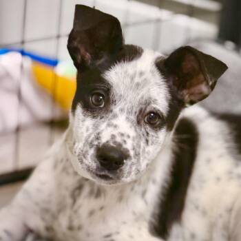 Australian Shepherd and Cattle Dog Dogs Available for Adoption - Domino | PetCurious