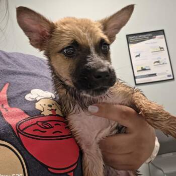 Spring -  Mixed Breed Dog for Adoption in Leander, Texas - Spring | PetCurious