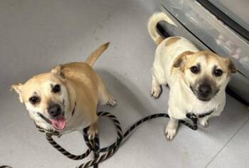 Parson Russell Terrier and Mixed Breed Dogs Available for Adoption in West Chester, Pennsylvania - Jill | PetCurious