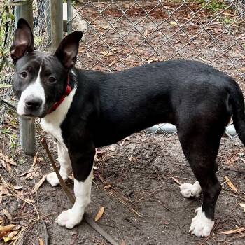 Rescue Mixed Breed Dogs for Adoption in Summerville, South Carolina - Betty Boop | PetCurious