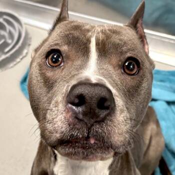 Miso -  Pit Bull Terrier Dog for Adoption in Des Moines, Iowa - Miso | PetCurious