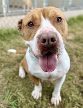 Rescue Pit Bull Terrier and Mixed Breed Dogs for Adoption in Balch Springs, Texas - Meleys | PetCurious