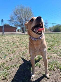 Fox Terrier and Mixed Breed Dogs Available for Adoption in Scottsbluff, Nebraska - Treble | PetCurious