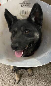Ocean -  Mixed Breed Dog for Adoption in Vancouver, Washington - Ocean | PetCurious
