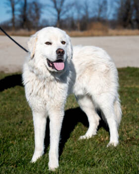 Rescue Great Pyrenees and Mixed Breed Dogs for Adoption in Pequot Lakes, Minnesota - Duke | PetCurious