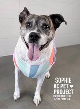 Sophie -  Mixed Breed Dog for Adoption in Kansas City, Missouri - Sophie | PetCurious