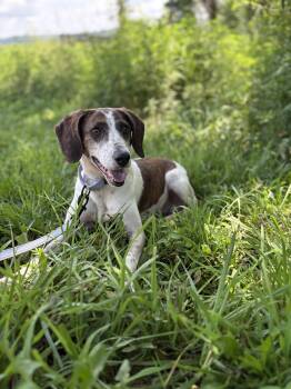 Bertie -  Beagle and Mixed Breed Dog for Adoption in Gradyville, Kentucky - Bertie | PetCurious