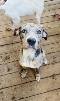Rescue Great Dane Dogs for Adoption in Rogers, Arkansas - Titan | PetCurious