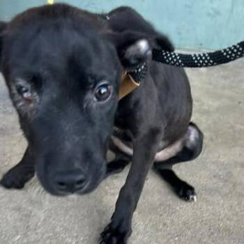 Zubat -  Mixed Breed Dog for Adoption in Bristol, Indiana - Zubat | PetCurious
