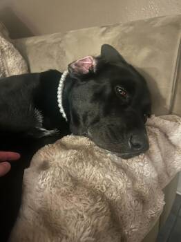 Black Labrador Retriever Dogs Available for Adoption in Pflugerville, Texas - Salem | PetCurious