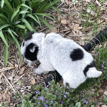 Mixed Breed Dogs Available for Adoption in Buffalo, Minnesota - Tyrannosaurus Rex | PetCurious