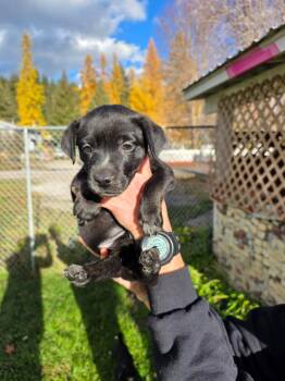 Rescue Australian Cattle Dog Blue Heeler Dogs for Adoption in Thompson Falls, Montana - Nikita | PetCurious