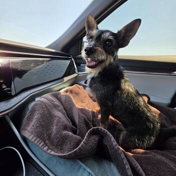 Henry -  Schnauzer and Border Terrier Dog for Adoption in Palm Desert, California - Henry | PetCurious