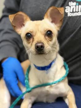 BRYAN -  Chihuahua Dog for Adoption in Las Vegas, Nevada - BRYAN | PetCurious