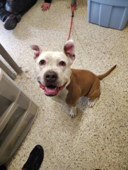 Rescue Pit Bull Terrier and Mixed Breed Dogs for Adoption - JOPLIN | PetCurious