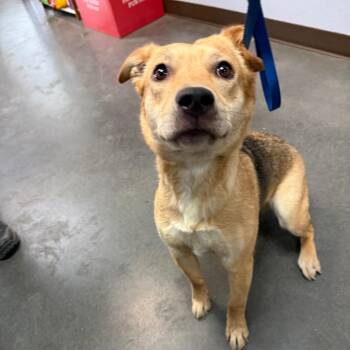 BC- Flash -  German Shepherd Dog and Mixed Breed Dog for Adoption in Idaho Falls, Idaho - BC- Flash | PetCurious