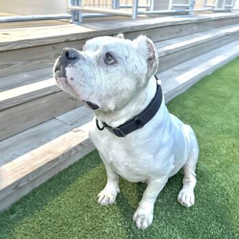 American Bulldog Dogs Available for Adoption - Otis | PetCurious