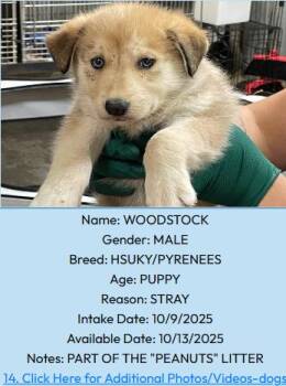 Rescue Great Pyrenees and Husky Dogs for Adoption in Portales, New Mexico - Woodstock | PetCurious