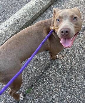 Parkour -  Mixed Breed Dog for Adoption in Cincinnati, Ohio - Parkour | PetCurious