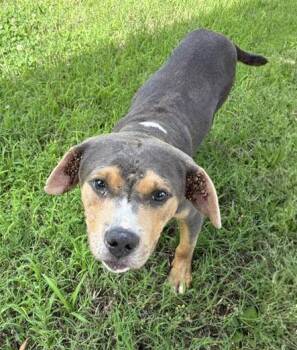 Lonestar -  Mixed Breed Dog for Adoption in Nashville, Tennessee - Lonestar | PetCurious