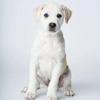 Labrador Retriever and Mixed Breed Dogs Available for Adoption in Fort Collins, Colorado - Rose | PetCurious