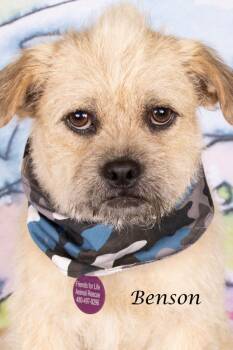 Shepherd Dogs Available for Adoption in Gilbert, Arizona - Benson | PetCurious