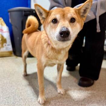 Shiba Inu Dogs Available for Adoption - Kirby | PetCurious