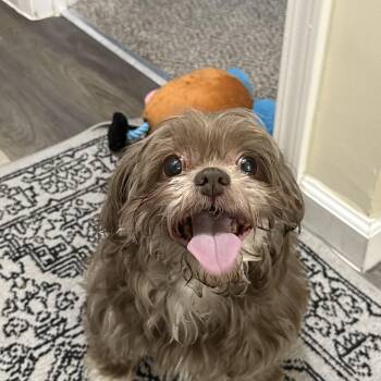 Shih Tzu Dogs Available for Adoption - Coco | PetCurious