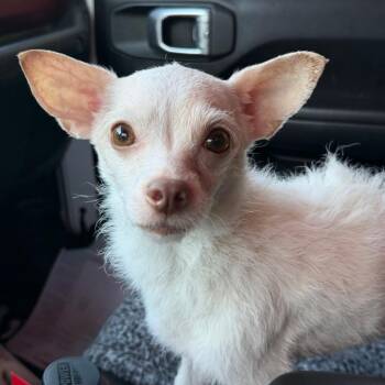Ms. Tea -  Chihuahua Dog for Adoption in Rockville, Maryland - Ms. Tea | PetCurious