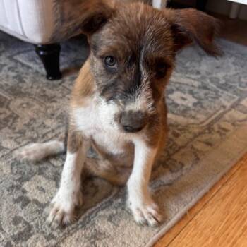 Four Seasons -  Mixed Breed Dog for Adoption in Moab, Utah - Four Seasons | PetCurious