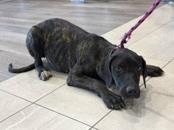 FISH -  Pit Bull Terrier and Mixed Breed Dog for Adoption in Rowlett, Texas - FISH | PetCurious