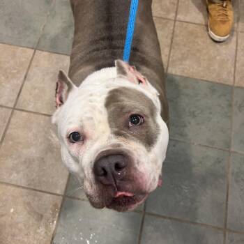 Josie -  Mixed Breed Dog for Adoption in Chattanooga, Tennessee - Josie | PetCurious