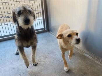 TAMMY -  Cairn Terrier and Mixed Breed Dog for Adoption in Tustin, California - TAMMY | PetCurious