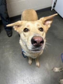 Rescue Mixed Breed Dogs for Adoption in Dekalb, Illinois - Honey Bee | PetCurious