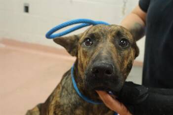 BAY -  Mixed Breed Dog for Adoption in Columbia, South Carolina - BAY | PetCurious
