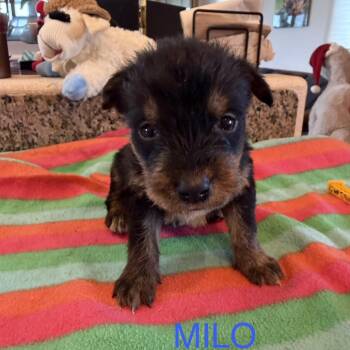 Milo -  Mixed Breed Dog for Adoption in Keaau, Hawaii - Milo | PetCurious