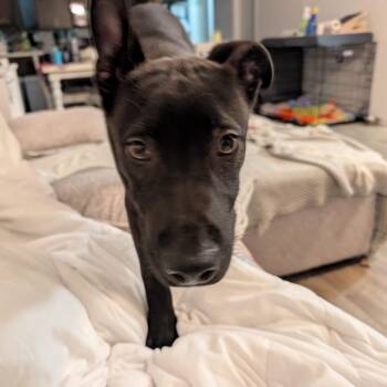 Drako -  Doberman Pinscher and Chihuahua Dog for Adoption - Drako | PetCurious