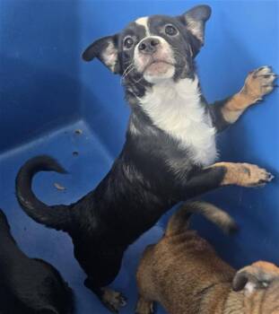 Mixed Breed Dogs Available for Adoption - PEPE | PetCurious