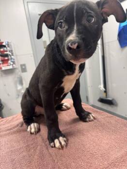 Alvin -  Pit Bull Terrier and Mixed Breed Dog for Adoption in Sevierville, Tennessee - Alvin | PetCurious