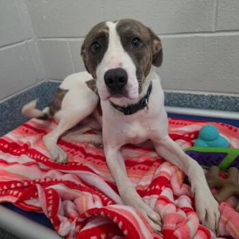 Ghostie -  Whippet and Mixed Breed Dog for Adoption in Greensboro, North Carolina - Ghostie | PetCurious