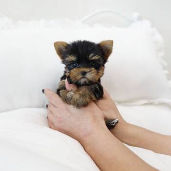 Yorkshire Terrier Dogs for Sale in Los Angeles, California - CHERRY | PetCurious