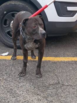 Rescue Pit Bull Terrier Dogs for Adoption in Trenton, New Jersey - Jinx | PetCurious