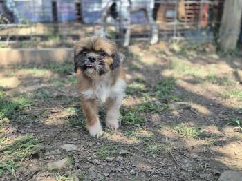 Rescue Shih Tzu Dogs for Adoption in Dover, Arkansas - Bain | PetCurious