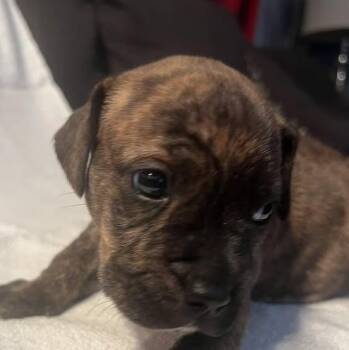 American Bulldog Dogs Available for Adoption in Niagara Falls, Ontario - Bryan (20260422-02) | PetCurious